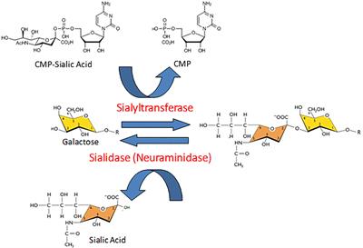 Mammalian Neuraminidases in Immune-Mediated Diseases: Mucins and Beyond